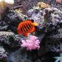 saltwater fish - centropyge loriculus - flame angelfish stocking in 180 gallons tank - My Dendro still thriving!