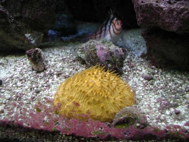 corals inverts - fungia sp. - plate coral, orange - short tentacle stocking in 180 gallons tank - Fungia Coral.