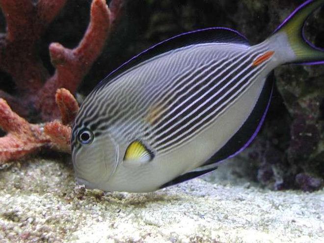 saltwater fish - acanthurus sohal - sohal tang stocking in 180 gallons tank - I really miss my sohal tang.  Had to give him away.  He was just too mean and was a real poop machine.  I replaced him with a Pink Tail Triggerfish.  He makes a mess too but is not aggresive.