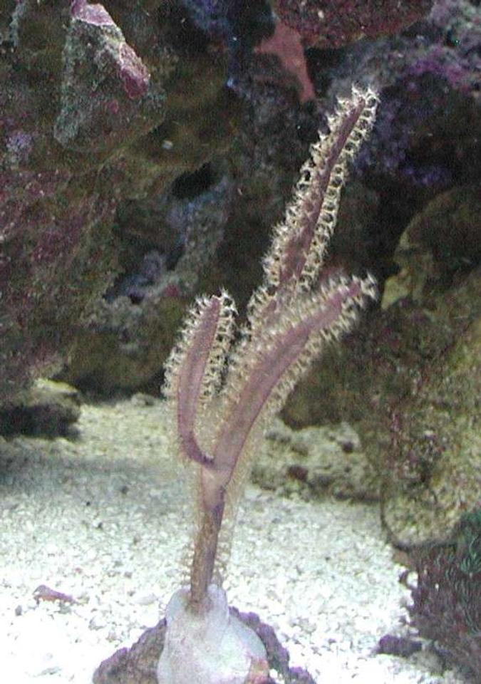 corals inverts - pterogorgia citrina - green lace gorgonian stocking in 180 gallons tank - Purple Blade Gorgonian