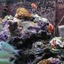 saltwater fish - chromis viridis - blue/green reef chromis stocking in 180 gallons tank - Schooling Chromis