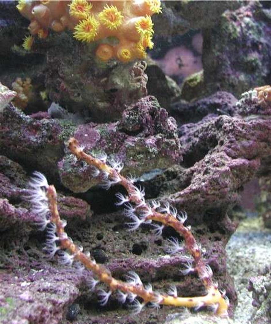 Rated #476: Corals Inverts - Diodogorgia Nodulifera - Yellow Finger Gorgonian Stocking In 180 Gallons Tank - Yellow Gorgonian.