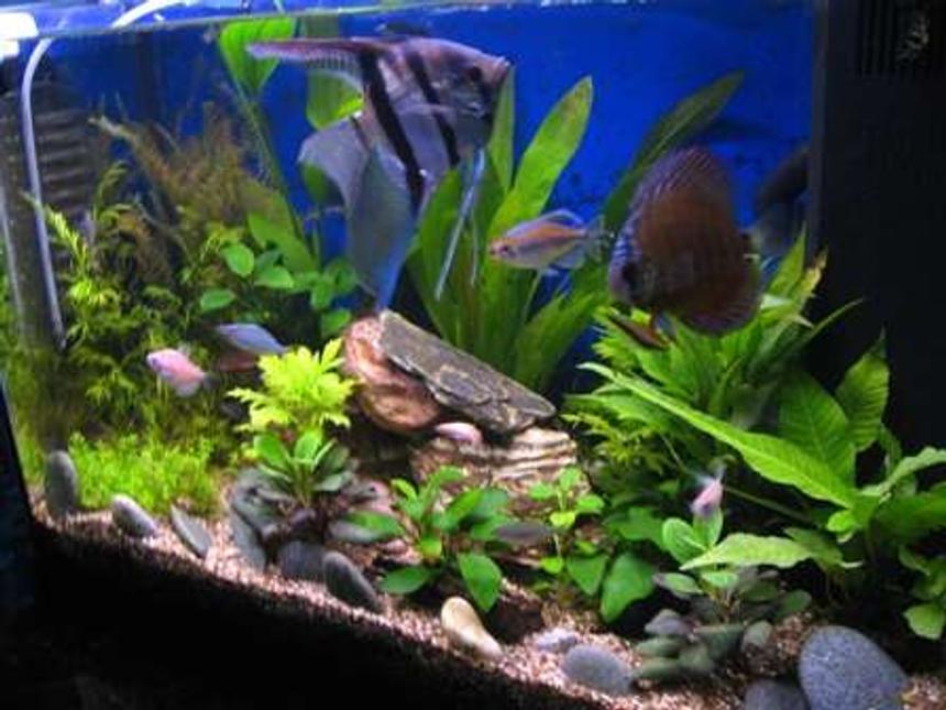 Rated #1303: 17 Gallons Planted Tank - Improved tank with DIY CO2.