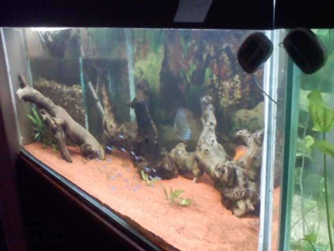 55 gallons freshwater fish tank (mostly fish and non-living decorations) - na