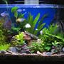 17 gallons planted tank (mostly live plants and fish) - Improved with DIY CO2.