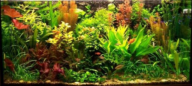 103 gallons planted tank (mostly live plants and fish) - My planted aquarium-465 liter