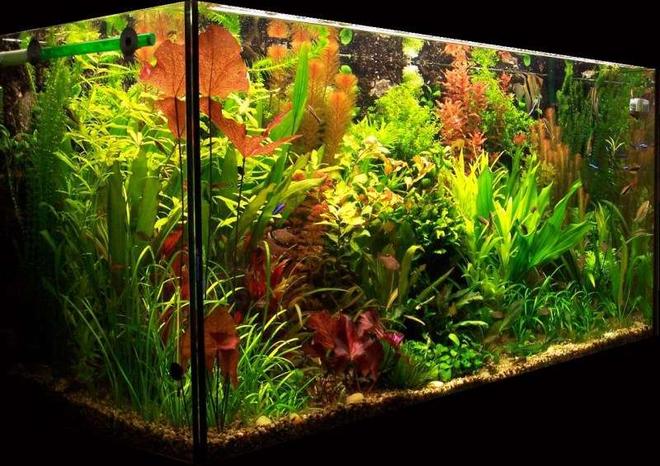 103 gallons planted tank (mostly live plants and fish) - My planted aquarium-465 liter