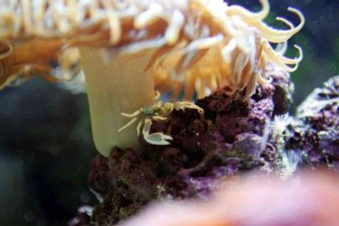 corals inverts - neopetrolisthes ohshimai - porcelain anemone crab stocking in 55 gallons tank - Here is my little anemone crab in his house.
