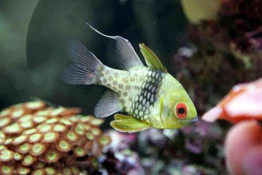 Rated #37: Saltwater Fish - Sphaeramia Nematoptera - Spotted Cardinalfish Stocking In 55 Gallons Tank - My PJ cardinal.