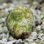 corals inverts - strombus sp. - pacific conch stocking in 55 gallons tank - My conch.