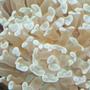 corals inverts - euphyllia paranchora - hammer / anchor coral, branching stocking in 55 gallons tank - My white hammer coral.