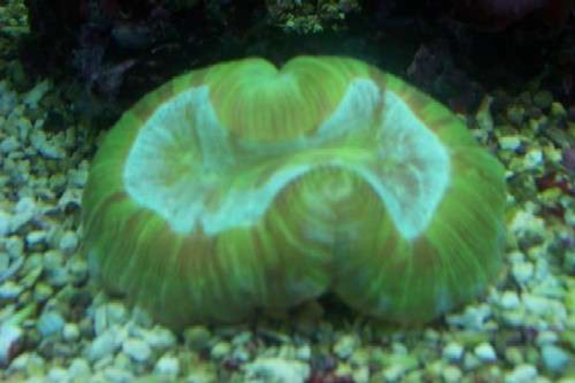 corals inverts - trachyphyllia geoffroyi - brain coral, trachyphyllia stocking in 55 gallons tank - My green brain.