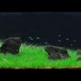 60 gallons planted tank (mostly live plants and fish) - 60g front view