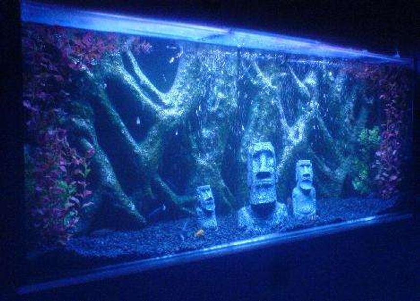 Rated #252: Freshwater Fish Tank - my 4ft X 250mm  X 20'' in wall tank full of my favourite cichlids........ this is my first attempt at a fishtank i think i did well