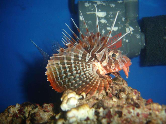 saltwater fish - parapterois heterura - blackfoot lionfish stocking in 20 gallons tank - Blackfoot Lionfish