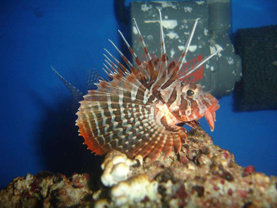 saltwater fish - parapterois heterura - blackfoot lionfish stocking in 20 gallons tank - Blackfoot Lionfish