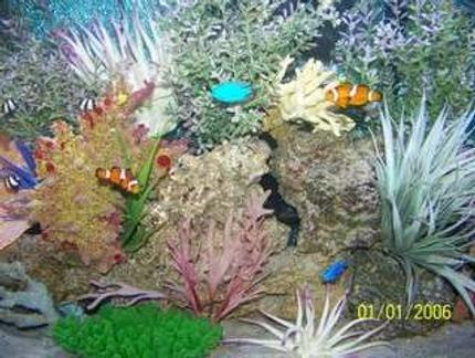 saltwater fish - amphiprion ocellaris - ocellaris clownfish stocking in 72 gallons tank - a different view