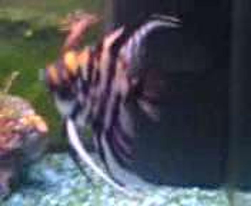 Rated #2425: Freshwater Fish - Pterophyllum Sp. - Koi Angel Stocking In 47 Gallons Tank - Angel Fish, I like to call this one (sorry needed to do spell check)