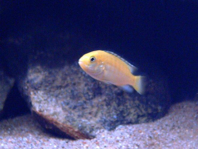 freshwater fish - labidochromis caeruleus - electric yellow cichlid stocking in 52 gallons tank - Labidochromis caeruleus juvenile, this one is the biggest currently and is going to be a nice specimen when older.  It's already a camera hog!