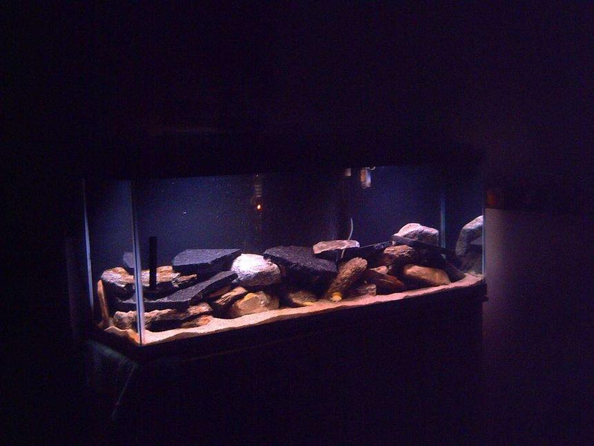 Rated #234: 52 Gallons Freshwater Fish Tank - 52 gallon freshwater. 
-7 Ps. Demasoni (just lost one)
-4 Labidochromis caeruleus
-Some Granite rocks, some from a local farm
-Playsand
-Fluval 304
-Rena 250 Watt
-2 poor standard 15 watt lights (hopefully getting upgraded)