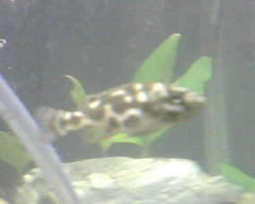 Rated #2460: Freshwater Fish - Nimbochromis Livingstonii - Livingstoni Stocking In 20 Gallons Tank - this is my african chiclid