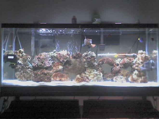 55 gallons saltwater fish tank (mostly fish, little/no live coral) - 55 gallon tank with 10,000K and Actinic lighting, dual  filters, 3 powerdheads, 100 lbs of live rock. Current Fish/Inverts- 1 bulb anemone, Regal Tang, Cinamon Clown, Yellow Stripe Maroon, Royal Gramma and Green Mandarin.