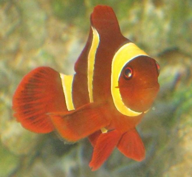 saltwater fish - premnas biaculeatus - yellowstripe maroon clownfish stocking in 75 gallons tank - gold banded maroon clown