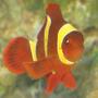 saltwater fish - premnas biaculeatus - yellowstripe maroon clownfish stocking in 75 gallons tank - gold banded maroon clown