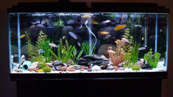 150 gallons freshwater fish tank (mostly fish and non-living decorations) - 55 gallon tank with 33 cichlids