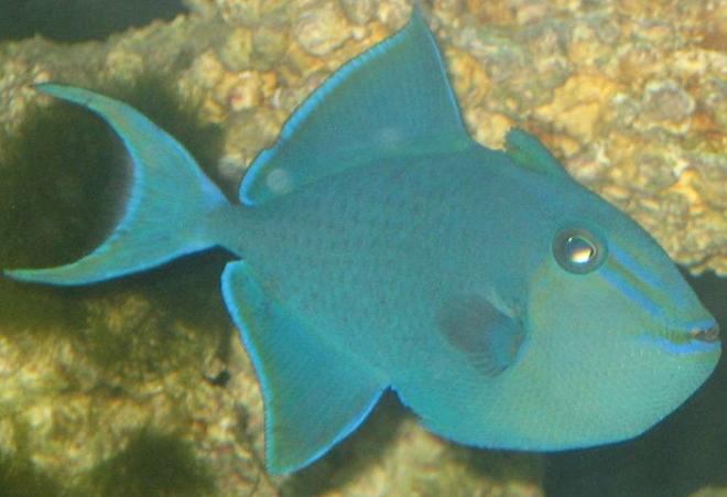 saltwater fish - odonus niger - niger triggerfish stocking in 75 gallons tank - niger trigger