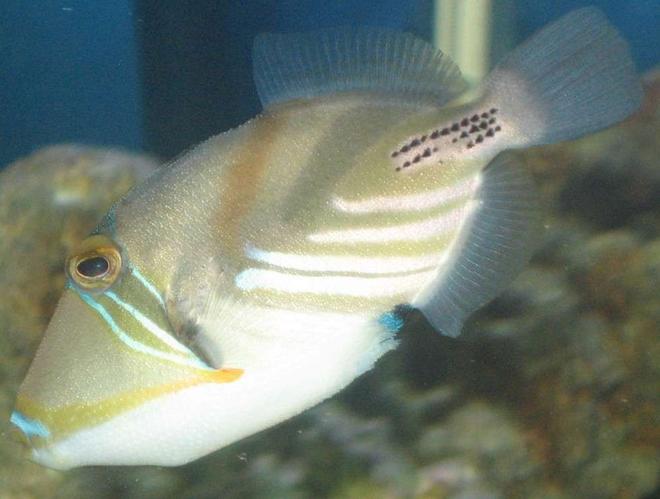 saltwater fish - rhinecanthus aculeatus - humu picasso triggerfish stocking in 75 gallons tank - picasso trigger