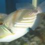 saltwater fish - rhinecanthus aculeatus - humu picasso triggerfish stocking in 75 gallons tank - picasso trigger