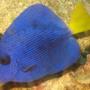 saltwater fish - zebrasoma xanthurum - purple tang stocking in 75 gallons tank - purple tang