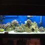 55 gallons saltwater fish tank (mostly fish, little/no live coral) - tank