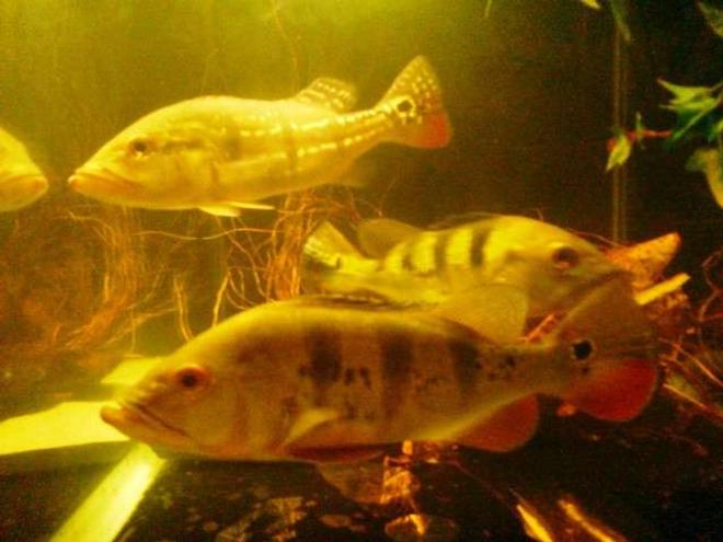 freshwater fish - cichlia ocellaris - peacock bass (ocellaris) stocking in 67 gallons tank - These are local native pavons or tucunare aka peacock bass cichlids, these are acclamatise  to residential piped waters and have been in captivity for over 9 months now,these samples are cichla temensis(speckled pavon) + cichla monoculus (common peacock bass ) and they feed on normal shrimp whole shelled + live feeder mollies and platy's. They are well cultured and behaved in a similar predatory but less aggressive as in the wild native amazon waters. Enjoy!