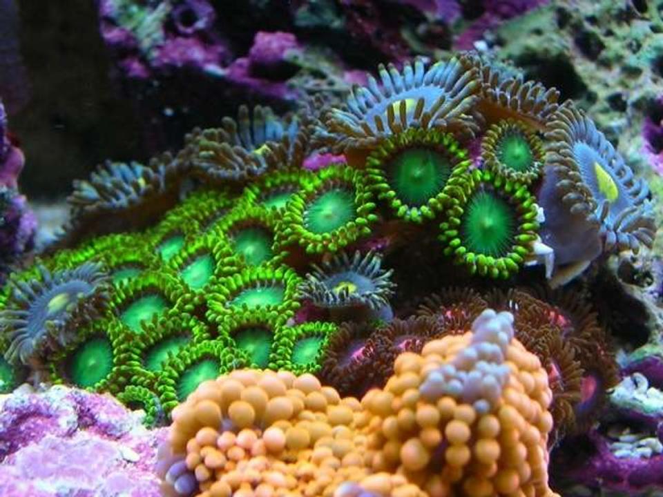 corals inverts - zoanthus sp. - colony polyp, orange spot stocking in 100 gallons tank - zoa garden