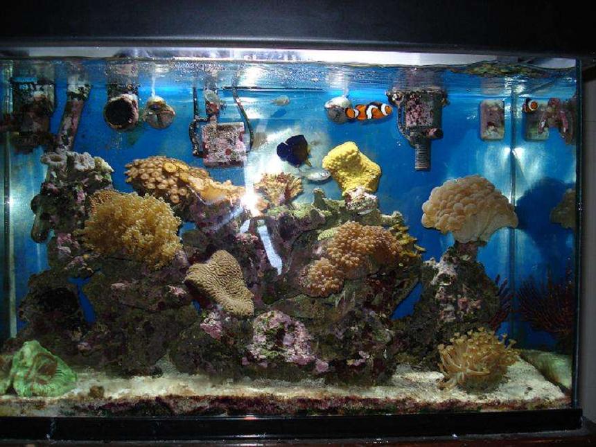 Rated #147: 30 Gallons Reef Tank - Front Shot