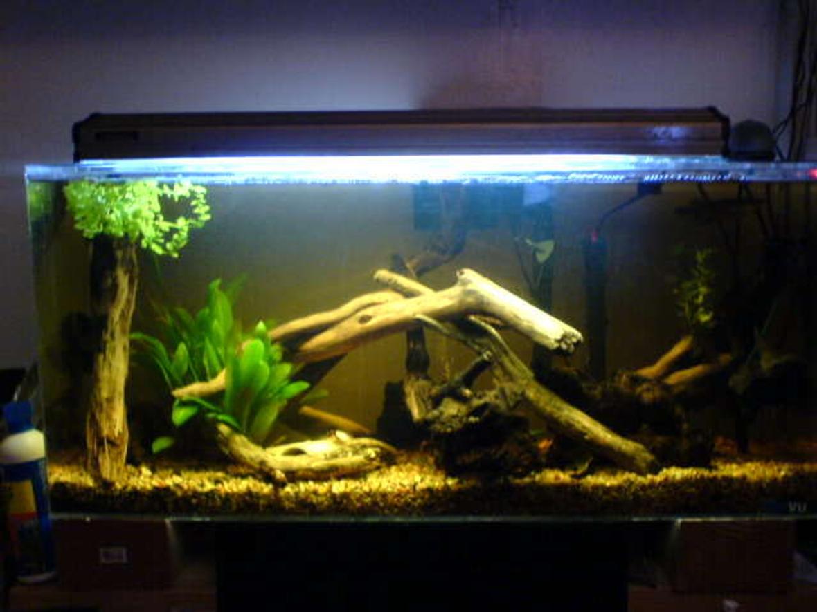 26 gallons freshwater fish tank (mostly fish and non-living decorations)