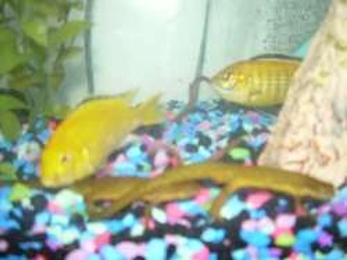 freshwater fish - labidochromis caeruleus - electric yellow cichlid stocking in 75 gallons tank - my friend's cihclids and my newts in a 10,000g the chiclid in the back is eating an earthworm