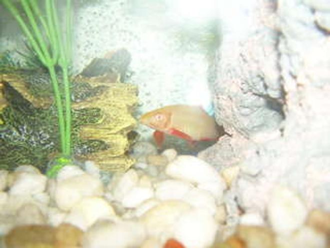 freshwater fish - epalzeorhynchos frenatus - albino rainbow shark stocking in 75 gallons tank - my other albino rainbow shark in the same 50,000g