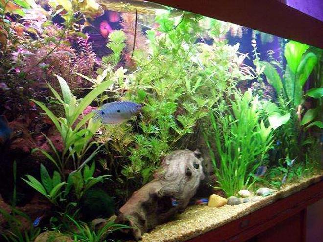 47 gallons planted tank (mostly live plants and fish) - Side view of the aquarium... One of the male Three spot Gouramis are visible!