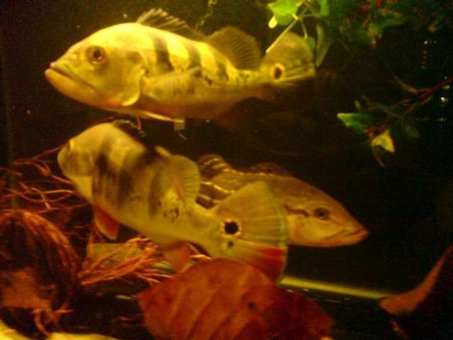 freshwater fish - cichlia ocellaris - peacock bass (ocellaris) stocking in 67 gallons tank - Peacock Bass Cichlids
Pavons
Tucunare
These are pure game fish specimens.
They are a real handful of a fishing catch and a bite of sheer kick and game on fish on a lure!