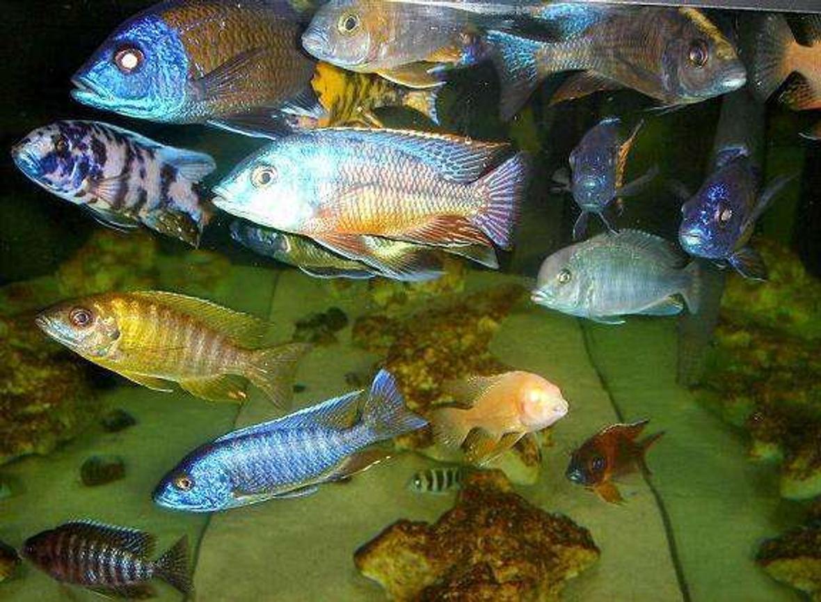 freshwater fish - sciaenochromis ahli - electric blue cichlid stocking in 20 gallons tank - I love my fish, they also love me back!