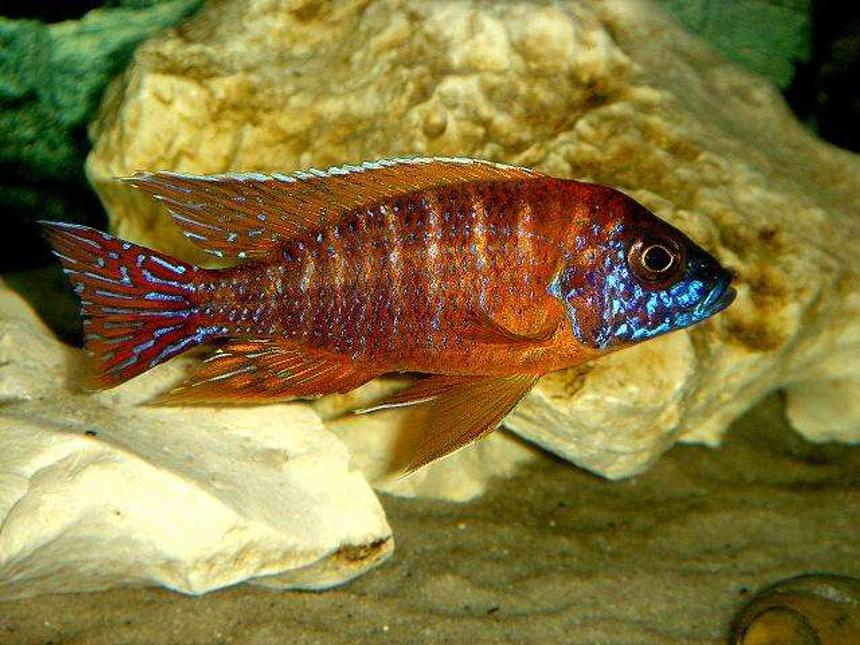 Rated #531: Freshwater Fish - Aulonocara Rubescens - Ruby Red Peacock Stocking In 20 Gallons Tank - Ruby Red , he's Hott!!!