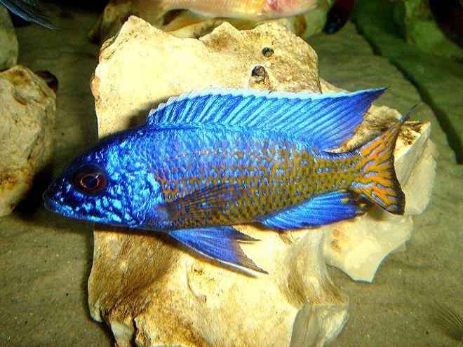 freshwater fish - aulonocara stuartgranti - ngara flametail stocking in 20 gallons tank - Ngara Flametail