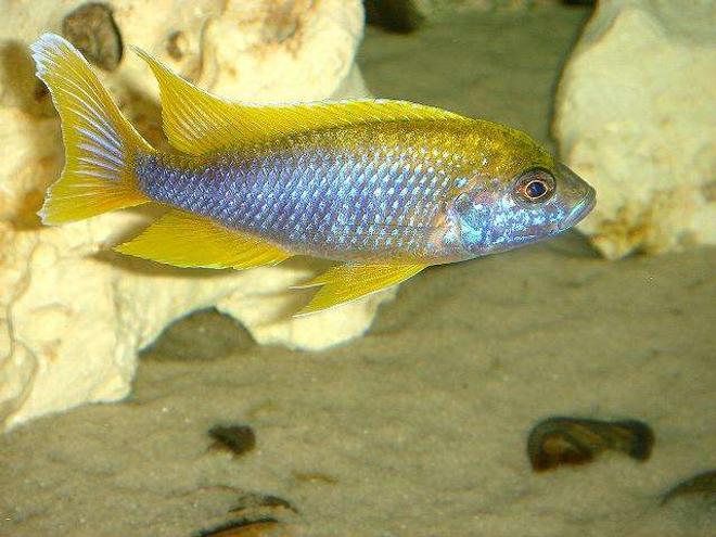 freshwater fish - aulonocara mamelela - lemon jake stocking in 20 gallons tank - Lemon Jake