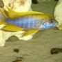 freshwater fish - aulonocara mamelela - lemon jake stocking in 20 gallons tank - Lemon Jake