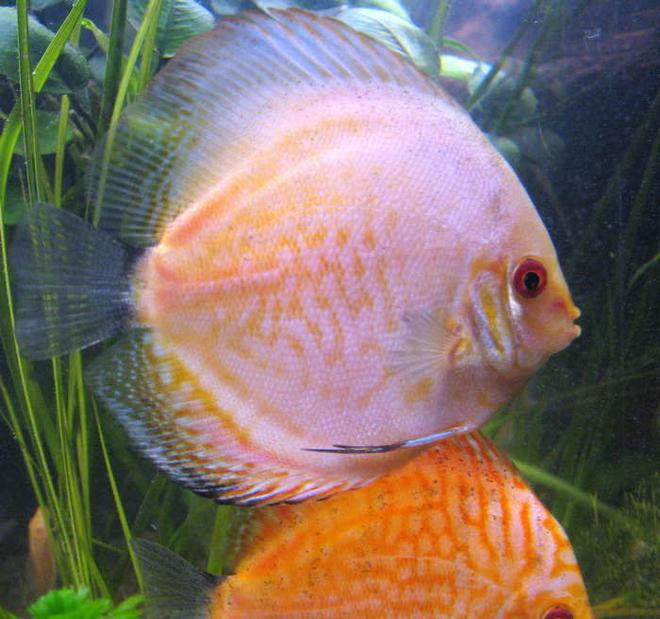 freshwater fish - symphysodon spp. - pigeon blood discus stocking in 190 gallons tank - discus