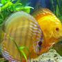 freshwater fish - symphysodon spp. - pigeon blood discus stocking in 190 gallons tank - discus2