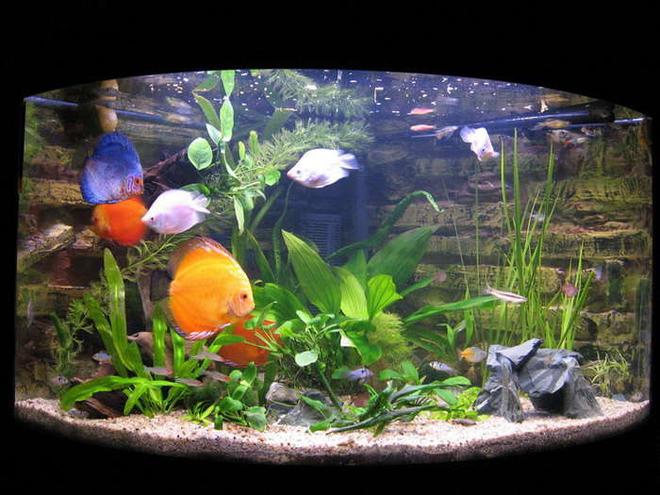 190 gallons planted tank (mostly live plants and fish) - discus aquarium